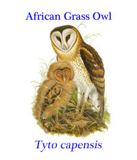 African Grass-owl (Tyto capensis) from sub-Saharan Africa, but including Ethiopia. 