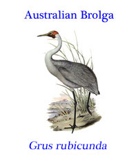 Australian Brolga (Grus rubicunda). A gregarius crane from the wet lands of tropical and south-eastern Australia and New Guinea.