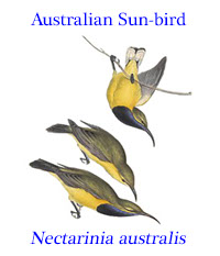 Australian Sun-bird (Nectarinia australis [previous name, now Cinnyris jugularis frenatus]) from Australia. 