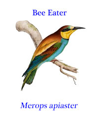 Bee Eater (Merops apiaster), from the open country of southern Europe, regions of north Africa and western Asia.