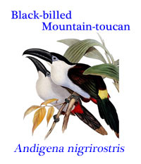 Black-billed Mountain-toucan (Andigena Nigrirostris) from the humid highland forests of the Andes. 