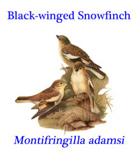 Black-winged Snowfinch (Montifringilla adamsi), Adams's Snowfinch or Tibetan Snowfinch from China, India, Nepal and Pakistan. 