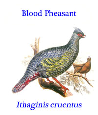 Blood Pheasant (Ithaginis cruentus), a relatively small, short-tailed pheasant from the highland forests and scrub in Asia.
