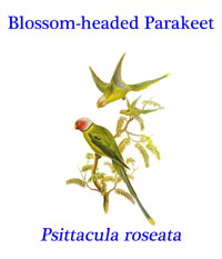 Blossom Headed Parakeet (Psittacula roseata), a forest parrot from northeast India eastwards into Southeast Asia. 