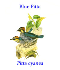 Blue pitta (Pitta cyanea), from the tropical and subtropical moist lowland forests and montanes of south and east Asia.