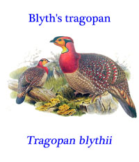 Gray-bellied (or Blyth’s) Tragopan (Tragopan blythii), a pheasant from Bhutan north-east India, north Myanmar to south-east Tibet and China.
