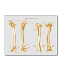 Bones of the human lower limb, cards