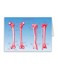Bones of the human lower limb, cards