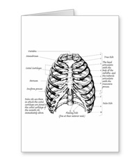 bones of the human body, cards