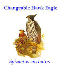 Changeable Hawk Eagle (Spizaetus Cirrhatus), from India, Sri Lanka to southeast Himalayas and southeast Asia to Indonesia and the Philippines. 