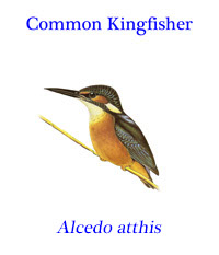 Common kingfisher, (Alcedo atthis) is a small kingfisher with seven subspecies recognized within its range across Eurasia and North Africa