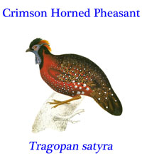 Crimson Horned Pheasant (Tragopan satyra), a pheasant from the Himalayan regions of India, China, Nepal and Bhutan.