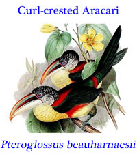 Curl- (Curly-) crested Aracari (Pteroglossus beauharnaesii), a toucan from the southwestern region of the Amazon Basin.