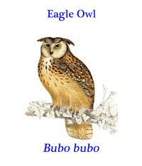Eagle Owl (Bubo bubo), a large owl found in most of Europe and Asia. 