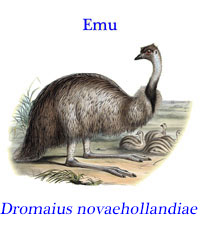 Emu (Dromaius novaehollandiae), the largest native Australian bird.