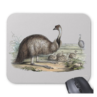 Emu (Dromaius novaehollandiae), the largest native Australian bird. 