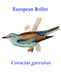European Roller (Coracias garrulus), from warm dry open country with few trees in Morocco, the Middle East and Central Asia.