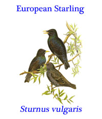 European Starling (Sturnus vulgaris) from southern and western Europe and southwestern Asia.