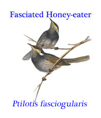 Fasciated (or Mangrove) Honey-eater (Ptilotis fasciogularis), from Australia, New Guinea and New Zealand.