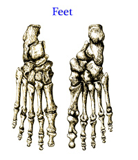 Bones of the Human Feet