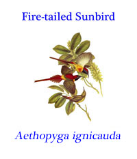 Fire-tailed Sunbird (Aethopyga ignicauda) from the temperate, tropical and subtropical moist montane forests of southeast Asia. 