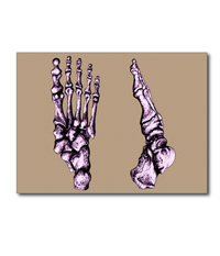 Greetings cards and post cards featuring the bones of the human foot