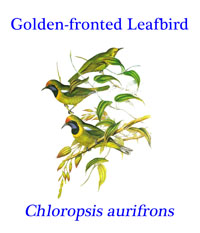 Golden-fronted Leafbird (Chloropsis aurifrons), from the forests and scrub of India and Sri Lanka, and regions of Southeast Asia.