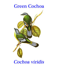 Green Cochoa (Cochoa viridis), from the tropical and subtropical moist lowland and montane forests of south east Asia.