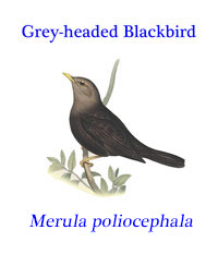 Grey-headed Blackbird or Nolfolk Island Thrush (Merula poliocephala, now Turdus poliocephalus), from Australia, now thought to be extinct.