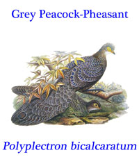Grey Peacock Pheasant or Peacock-pheasant (Polyplectron bicalcaratum) from southeast Asian. 