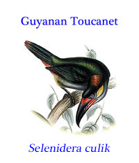 Guyanan Toucanet (Selenidera culik) from tropical humid lowland forests of north-western Brazil, French Guiana, Guyana, Suriname and Venezuela.