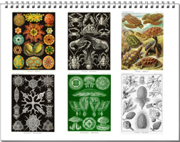 Calendar from the drawings of Ernst Haeckel