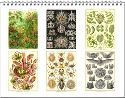 Calendar from the drawings of Ernst Haeckel