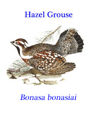 Hazel grouse or hazel hen (Tetrastes bonasia) a small sedentary grouse from northern Eurasia and central and eastern Europe.