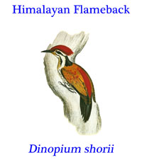 Himalayan Flameback (Dinopium shorii), a woodpecker from tropical or subtropical forests in Bangladesh, Bhutan, India, Myanmar and Nepal.   
