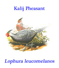Kalij Pheasant (Lophura leucomelanos), from the forests and thickets of the Himalayan foothills from the Indus River to western Thailand.