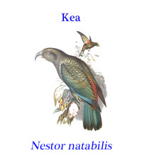 Kea (Nestor notabilis), a large parrot species from forested and alpine regions of the South Island of New Zealand.