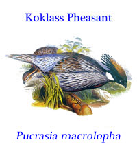 Koklass Pheasant (Pucrasia macrolopha), from high-altitude forests of Kashmir and east to Afghanistan, central Nepal, andTibet to Mongolia.