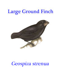 Large Ground Finch (Geospiza magnirostris), one of ‘Darwin’s Finches” from the Galapagos Islands. 