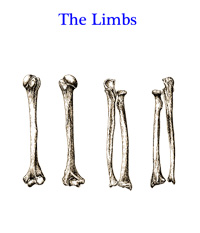Bones of the Human Limbs