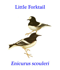 Little Forktail (Enicurus scouleri) from the tropical and subtropical moist lowland and montane forests of south and east Asia.