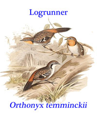 Logrunner (OrthonyxTemminckii), a small robust ground-dwelling insect-eating bird with a short sturdy bill. From western Australia. 