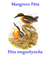 Mangrove Pitta (Pitta megarhycha), from the tropical and subtropical mangrove forests of southeast Asia.  