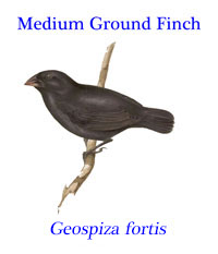 Medium Ground Finch (Geospiza fortis), one of ‘Darwin’s Finches”, from the Galapagos Islands.