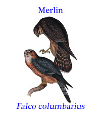 Merlin or Pigeon Hawk (Falco columbarius), from the nothern hemisphere.  