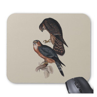 Merlin or Pigeon Hawk (Falco columbarius), from the nothern hemisphere. 