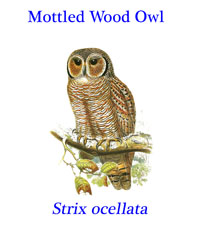 Mottled Wood Owl (Strix ocellata), from thin deciduous forests and gardens in South Asia.