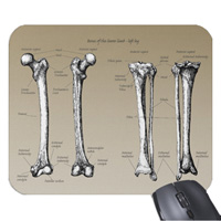 Bones of the human lower limb, mouse mats