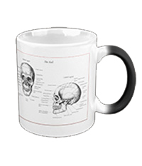 Details of the human skull singularly and in groups, in various colors and arrangements. Mugs and other drinkware.