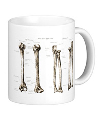 Bones of the human lower limb, mugs